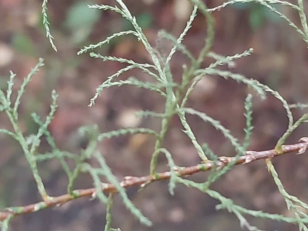 Tamarix hispida — search result for 'Tamarix'