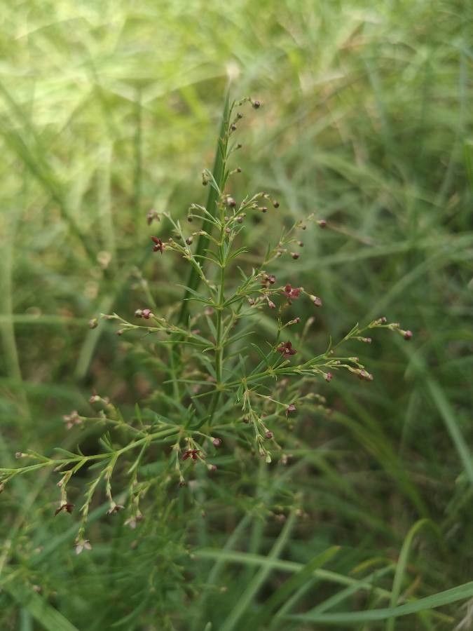 Asperula purpurea flower