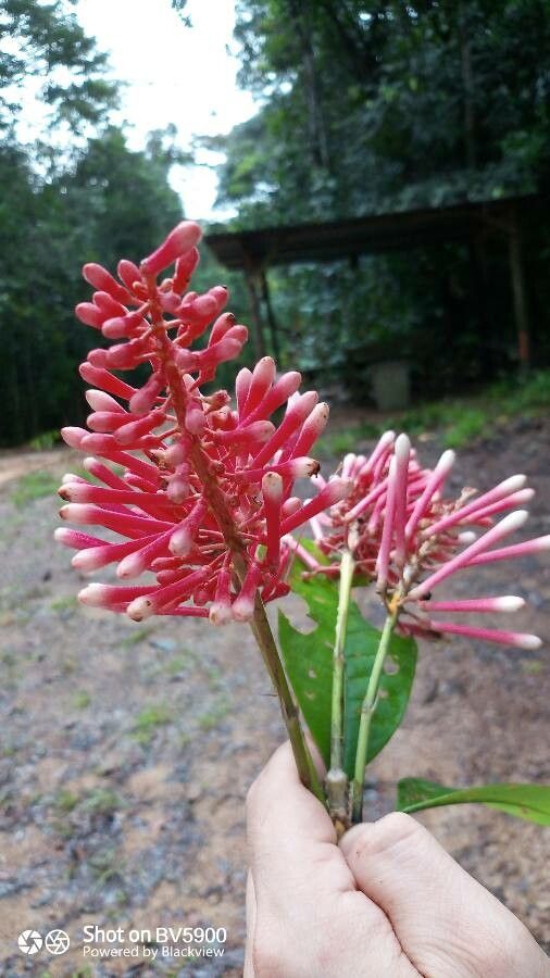 Isertia spiciformis flower