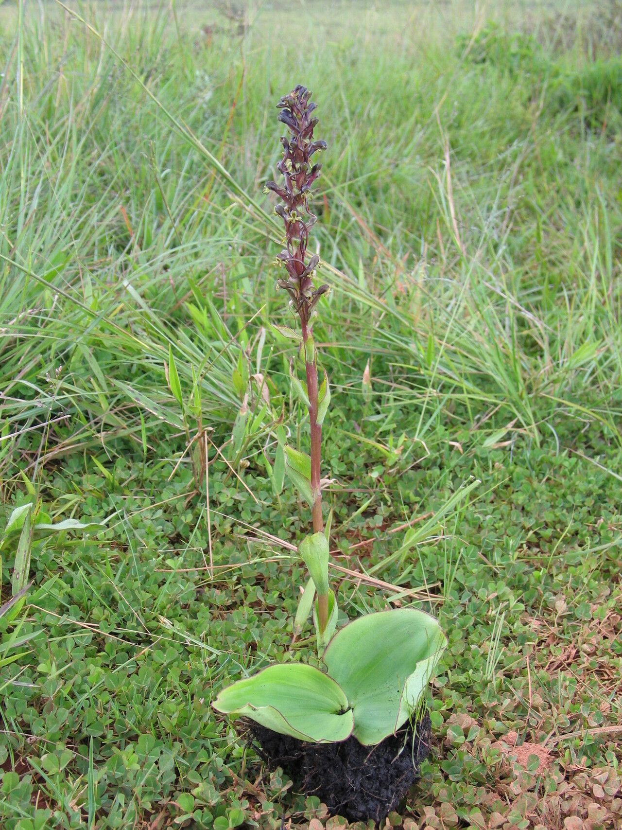 Satyrium riparium habit