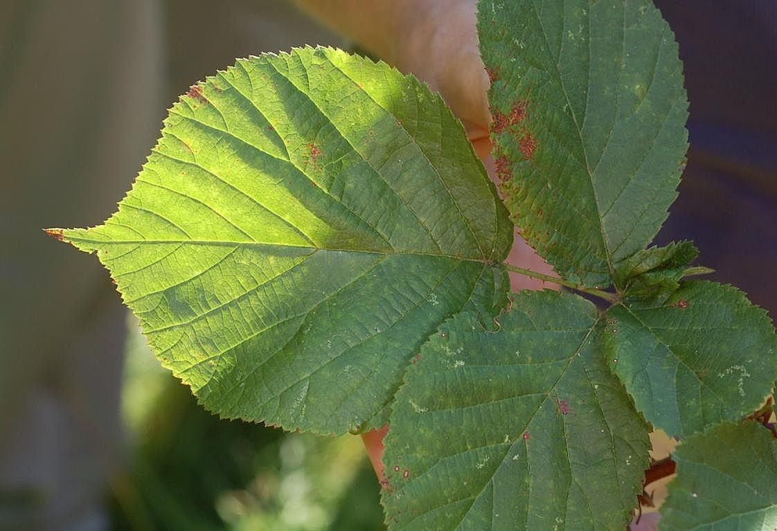 Rubus fabrimontanus leaf
