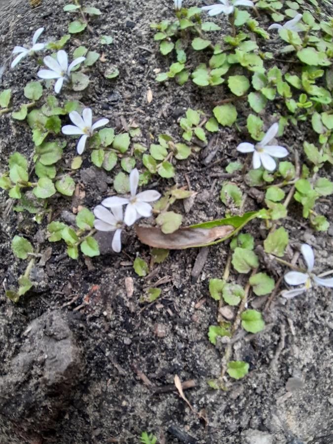 Lobelia angulata — search result for 'Lobelia'