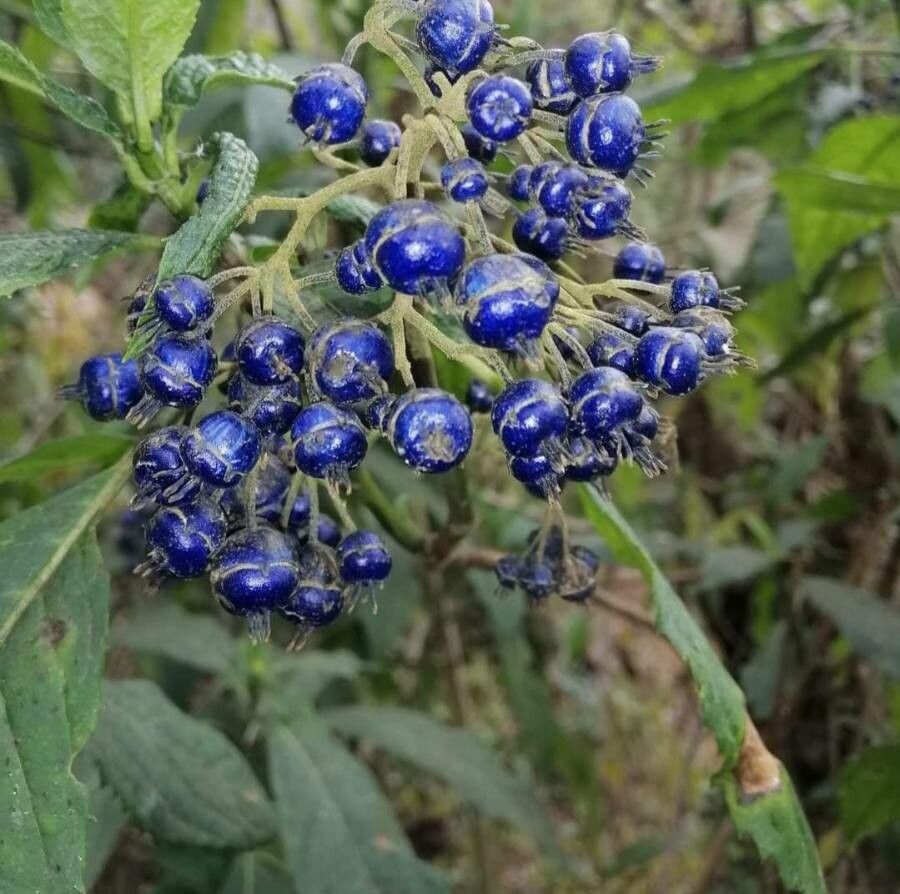 Dichroa febrifuga fruit