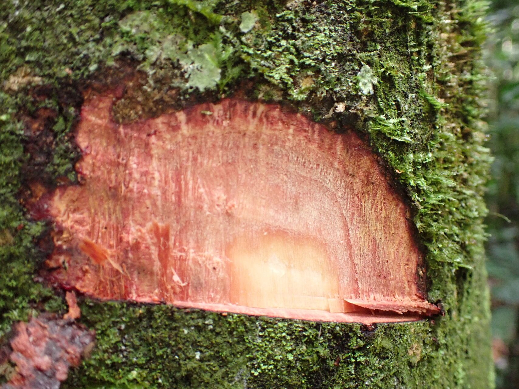 Grewia coriacea bark