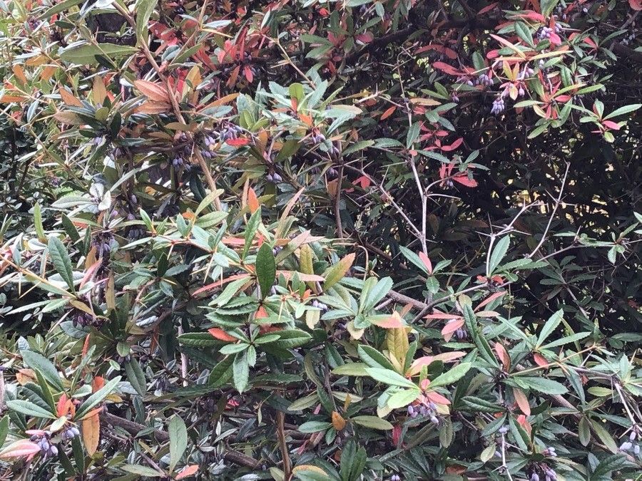Berberis bergmanniae — search result for 'Berberis'