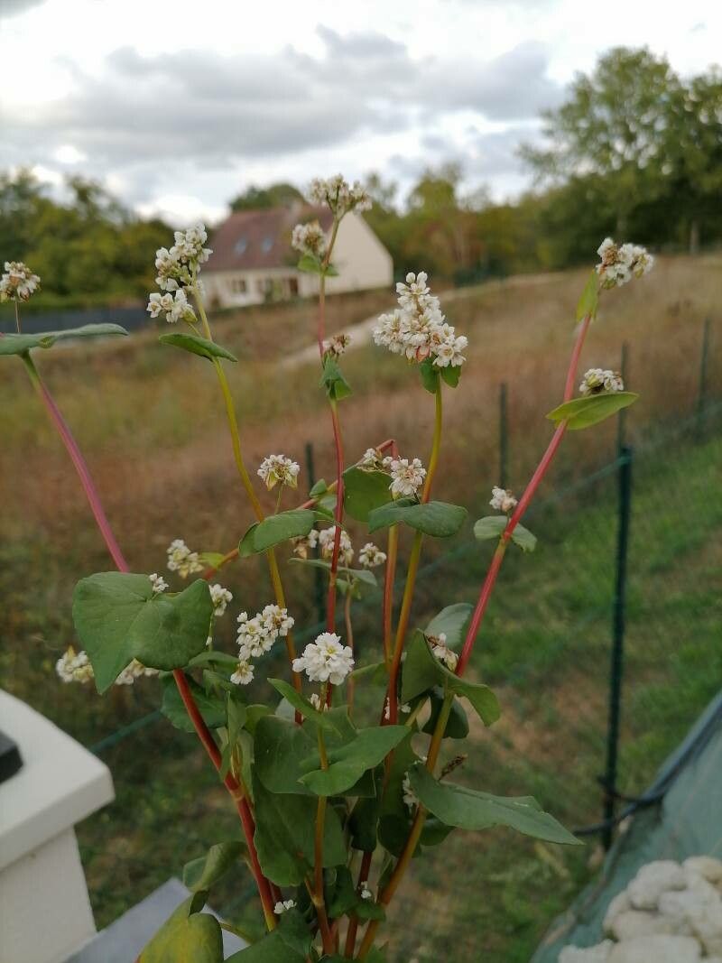Fagopyrum tataricum flower