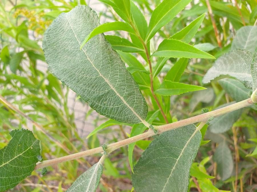 Salix x reichardtii — houseplant care guide