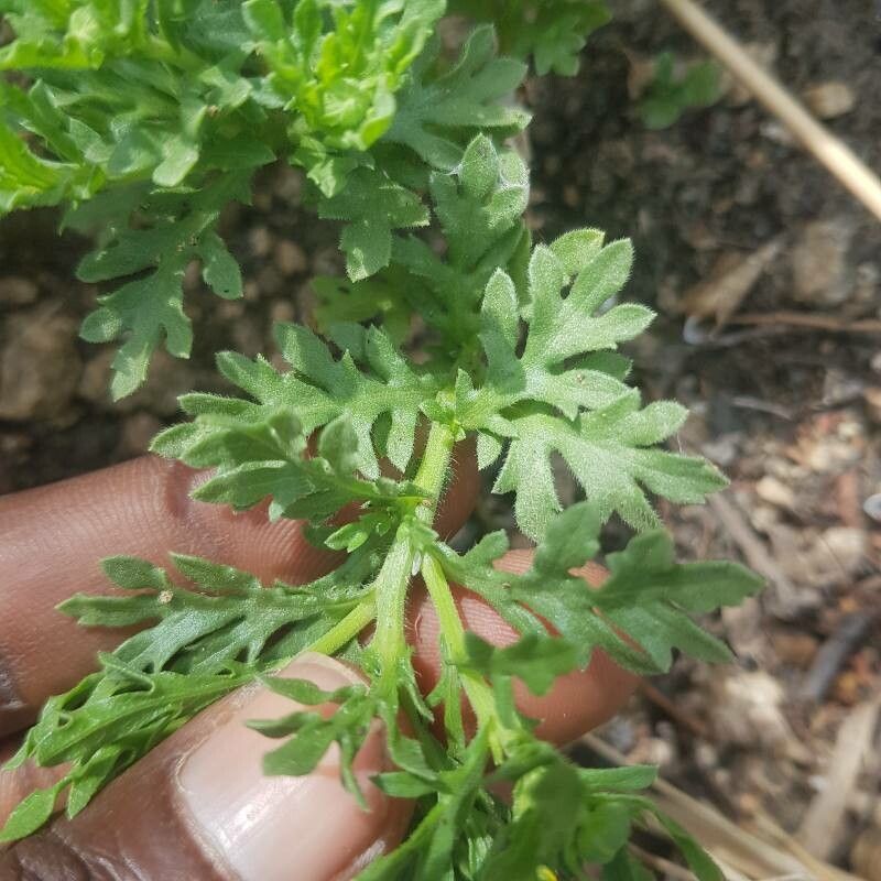 Grangea maderaspatana — houseplant care guide