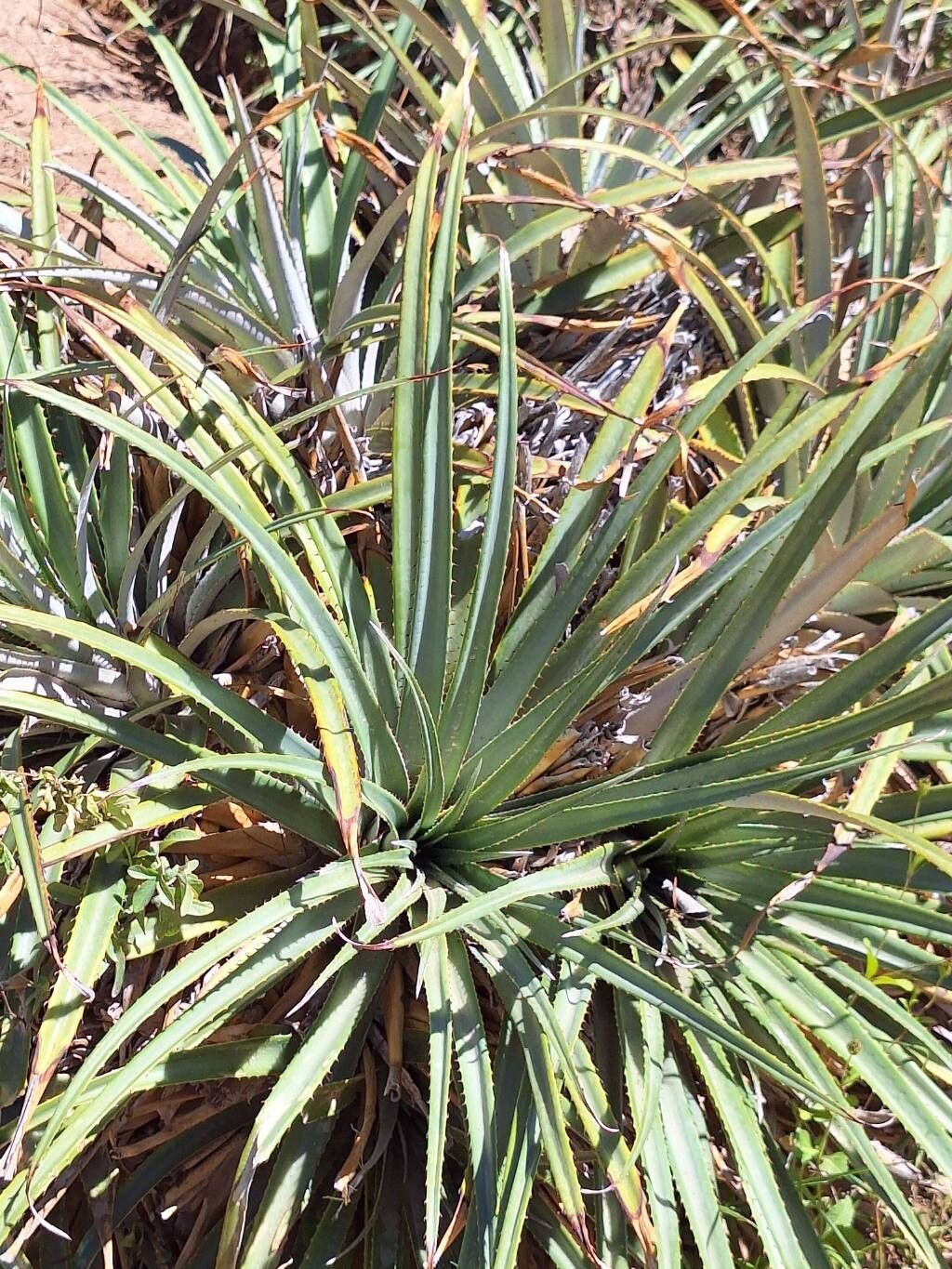 Puya dyckioides leaf