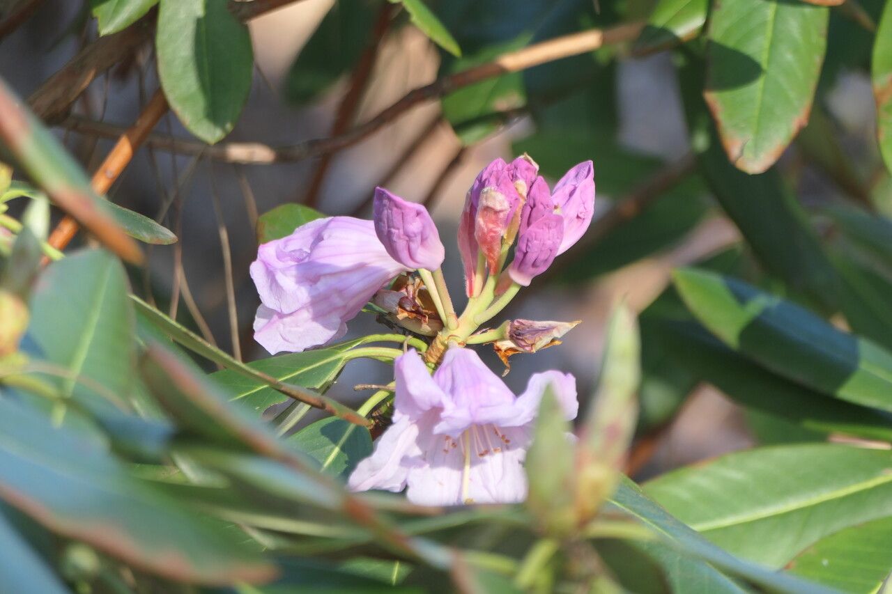 Rhododendron fortunei flower