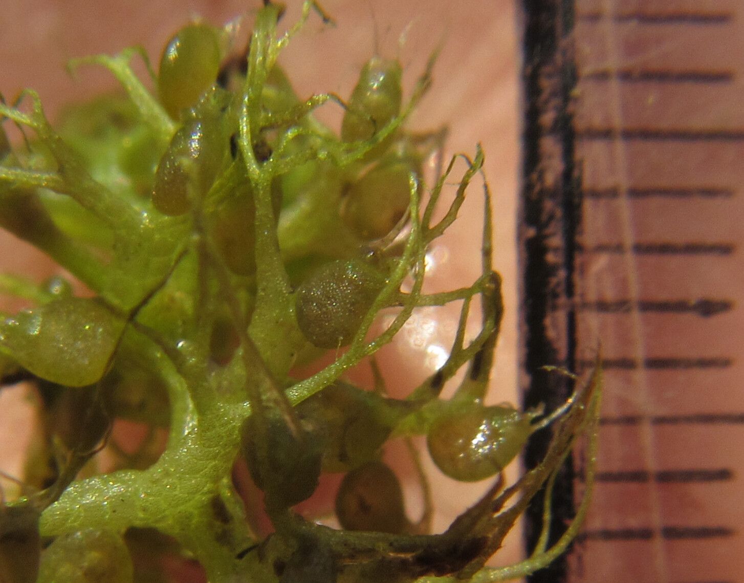 Utricularia raynalii fruit