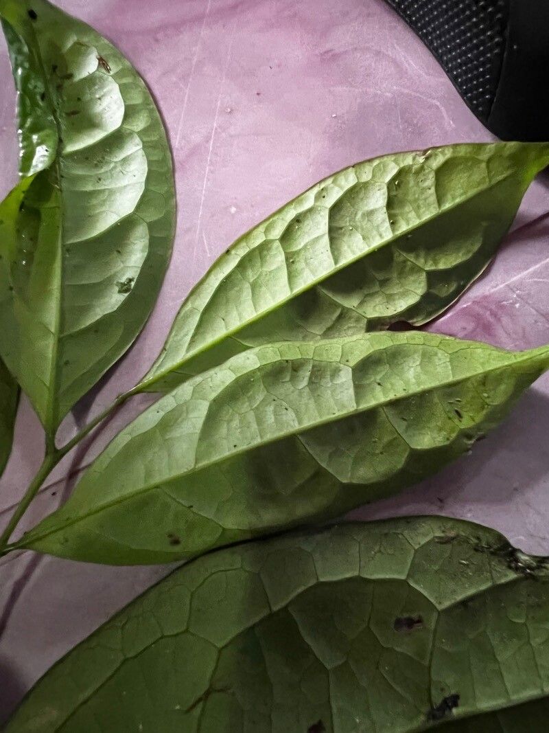 Ptychopetalum petiolatum — related species from the same genus