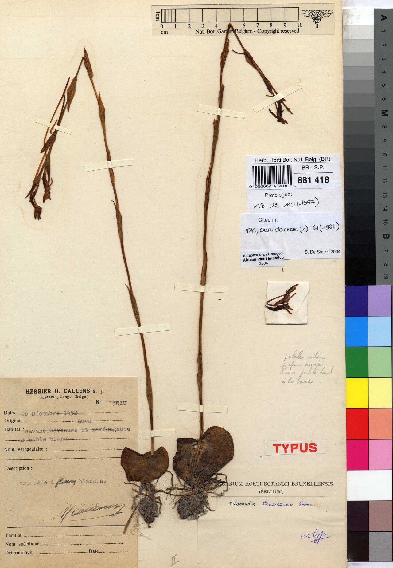 Habenaria stenoceras — houseplant care guide