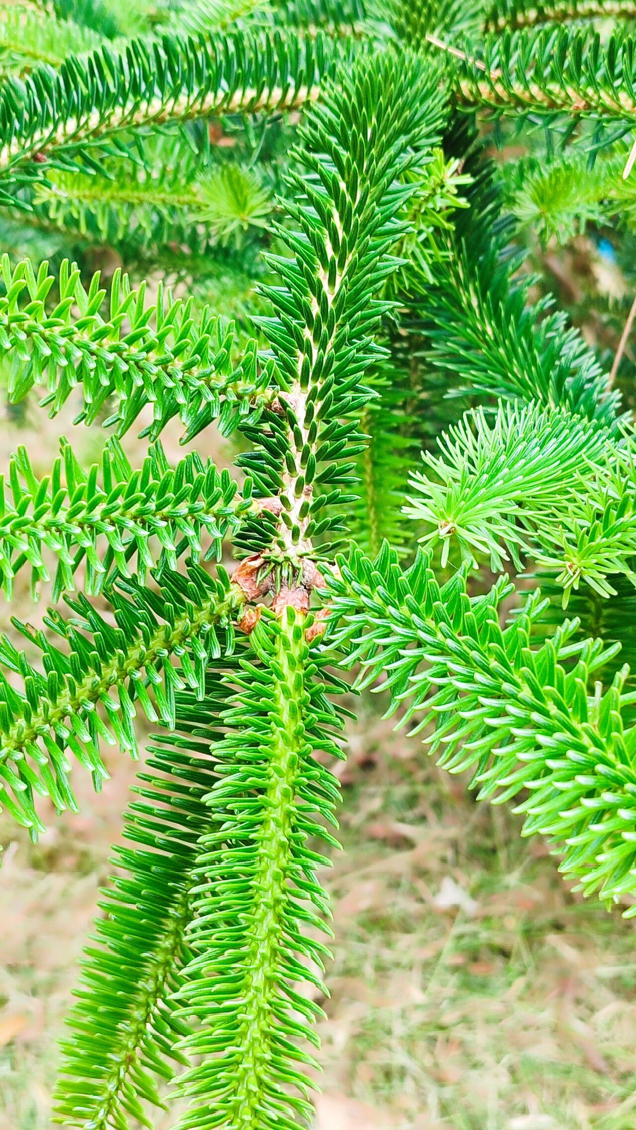 Abies pardei — houseplant care guide