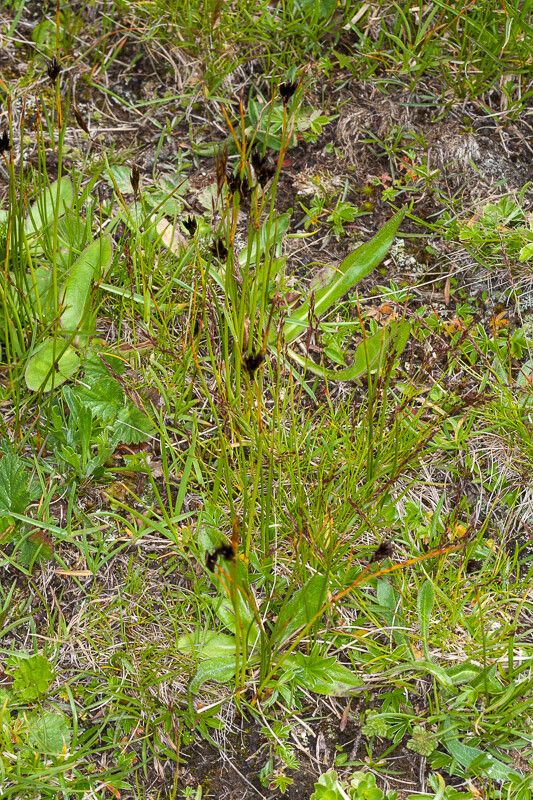 Juncus jacquinii habit