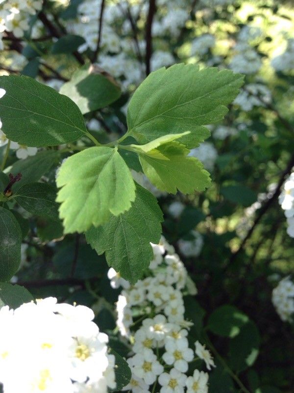 Spiraea media