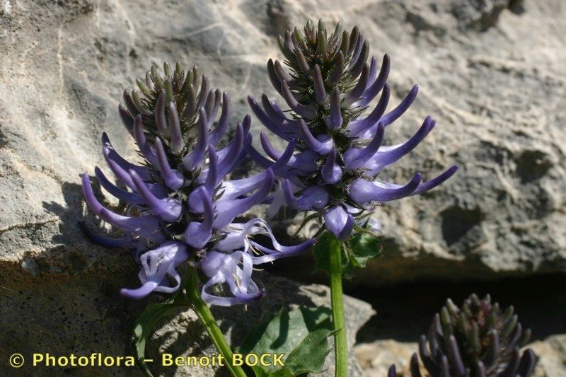 Phyteuma cordatum other