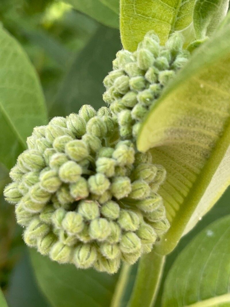 Asclepias viridiflora flower