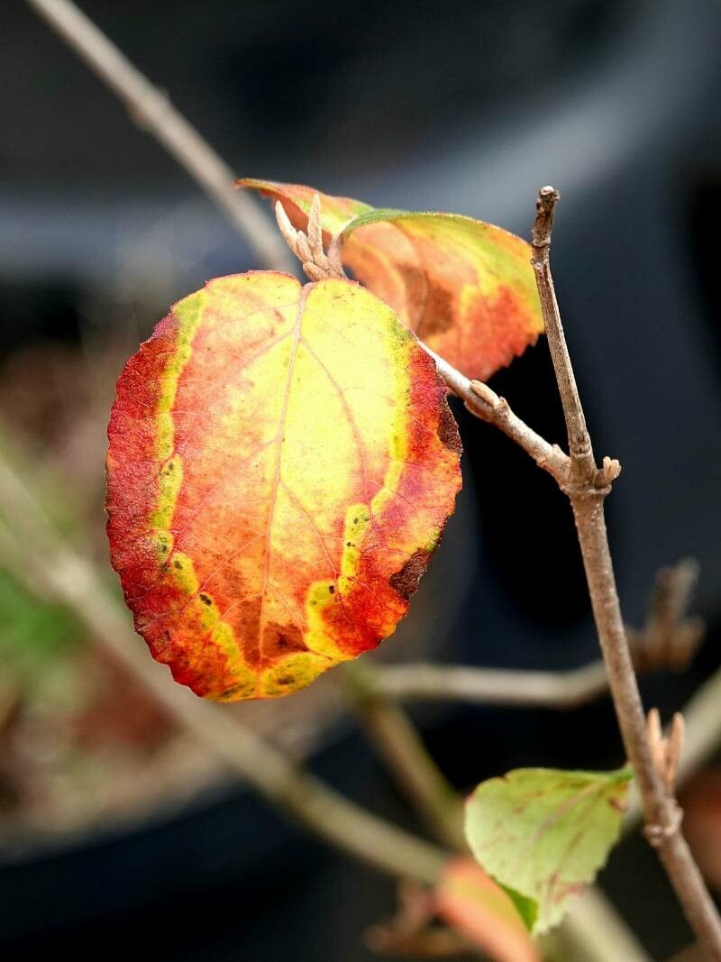 Viburnum × carlcephalum leaf