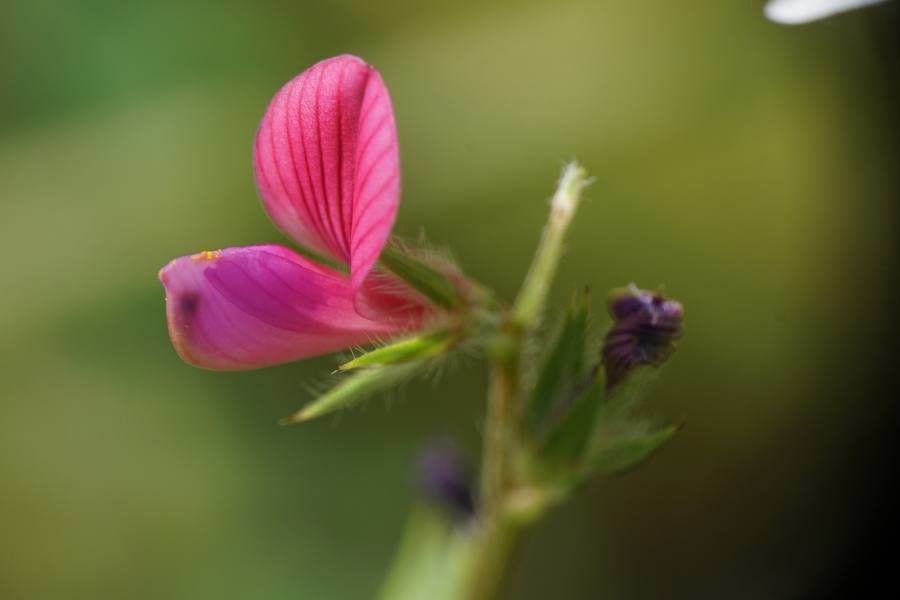 Onobrychis aequidentata flower