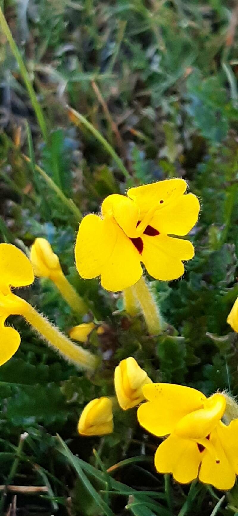 Pedicularis longiflora flower