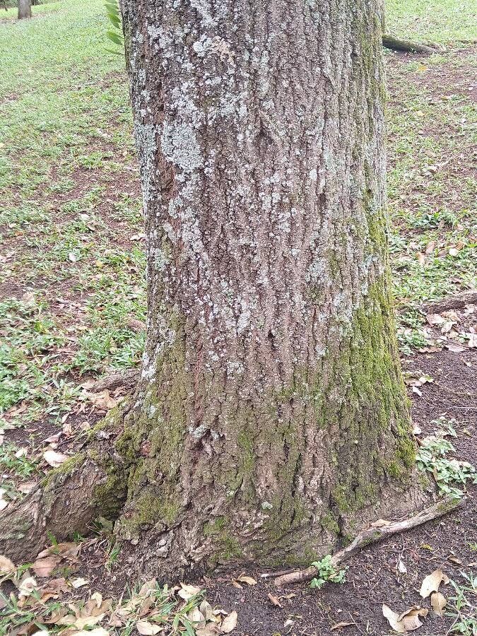 Cariniana legalis bark