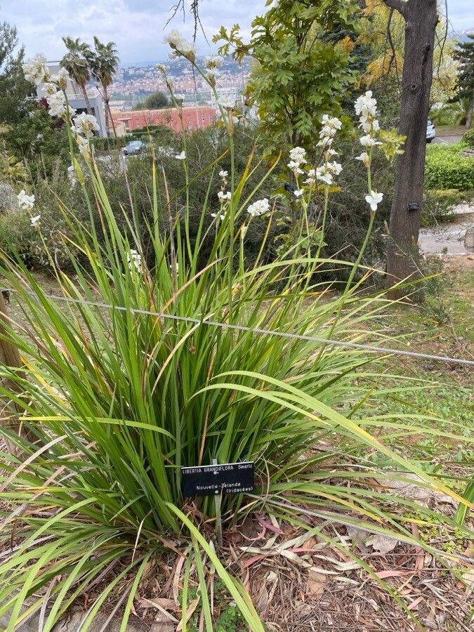 Libertia grandiflora habit