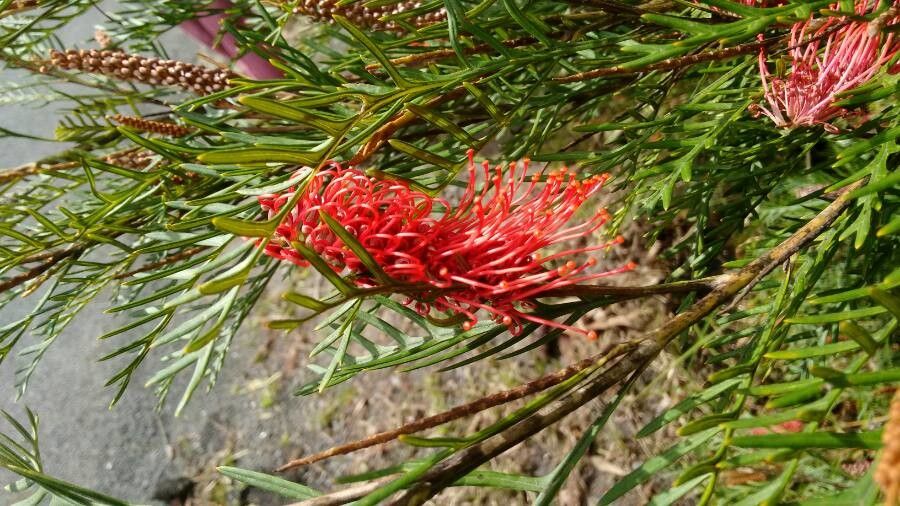 Grevillea tetragonoloba flower