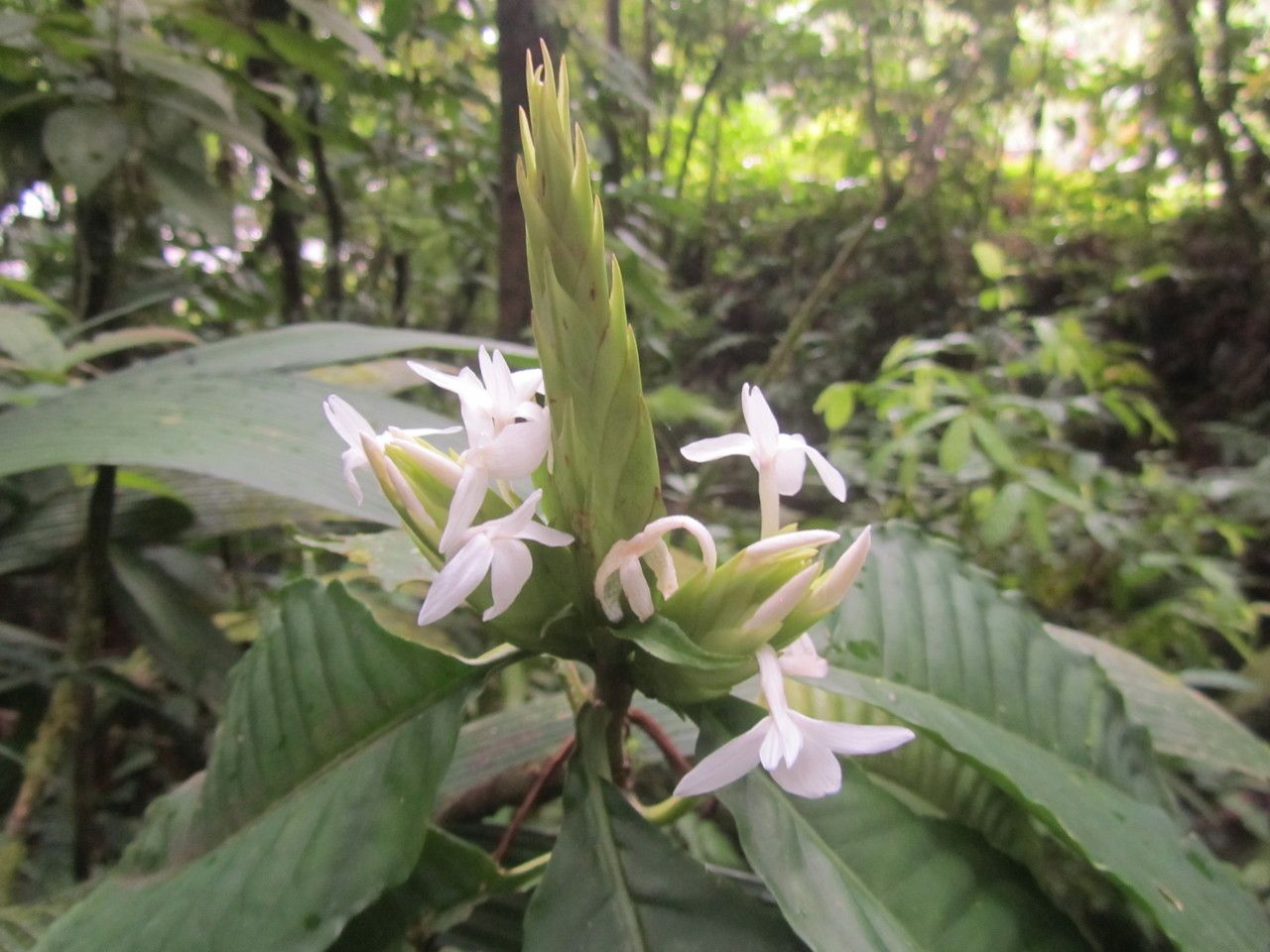 Aphelandra dolichantha flower
