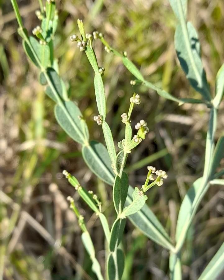 Baccharis articulata flower