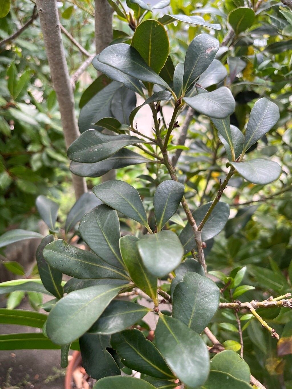 Heberdenia excelsa leaf