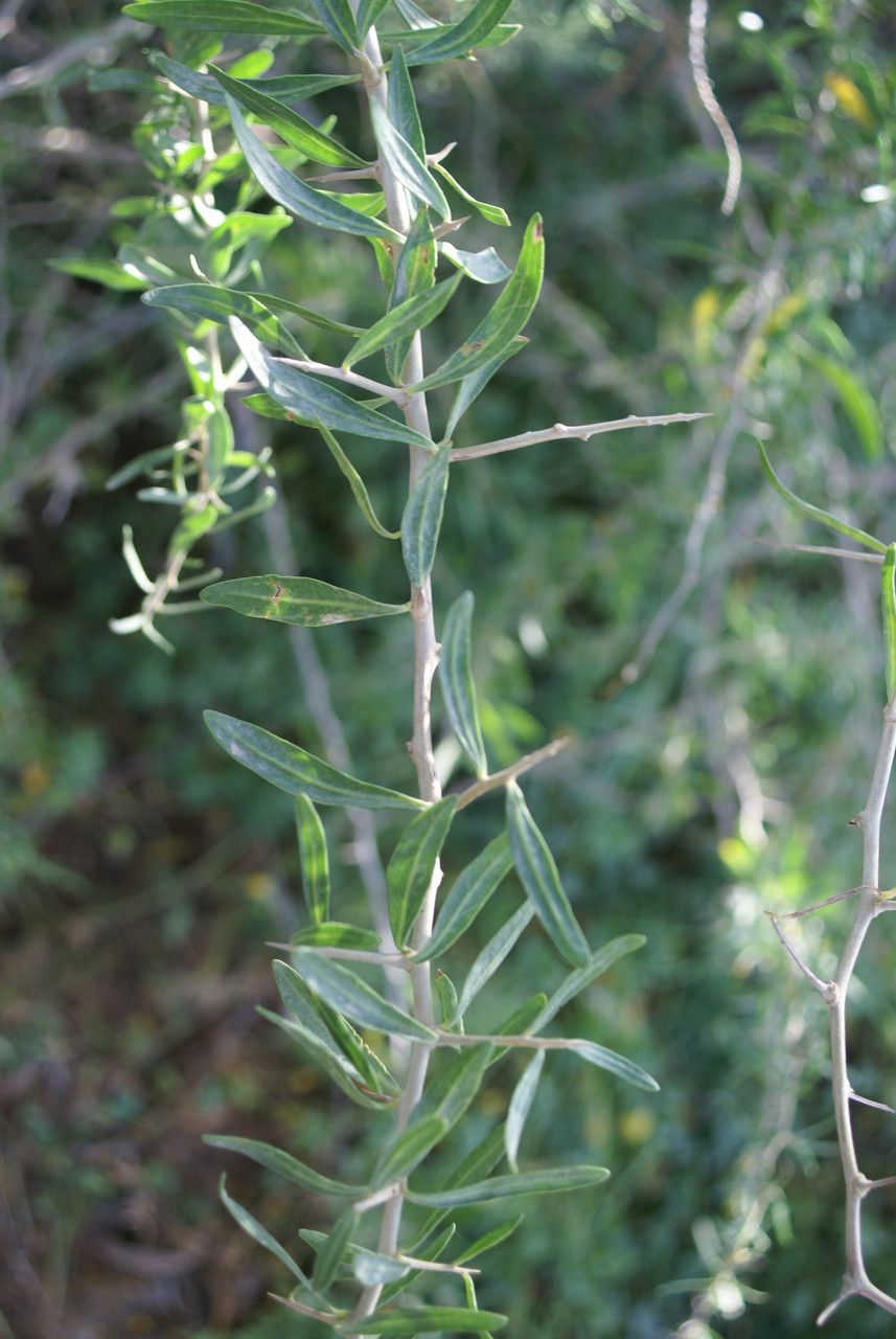 Lycium schweinfurthii — search result for 'Egypt'