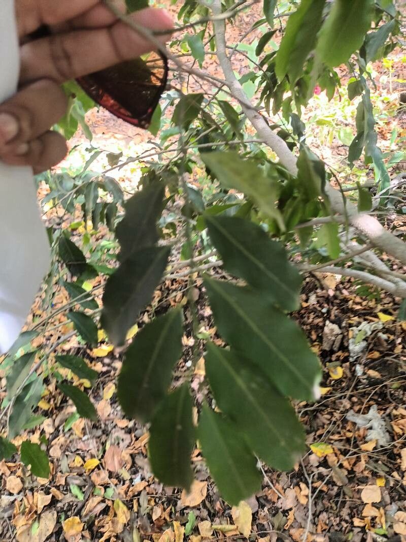 Diospyros mespiliformis fruit