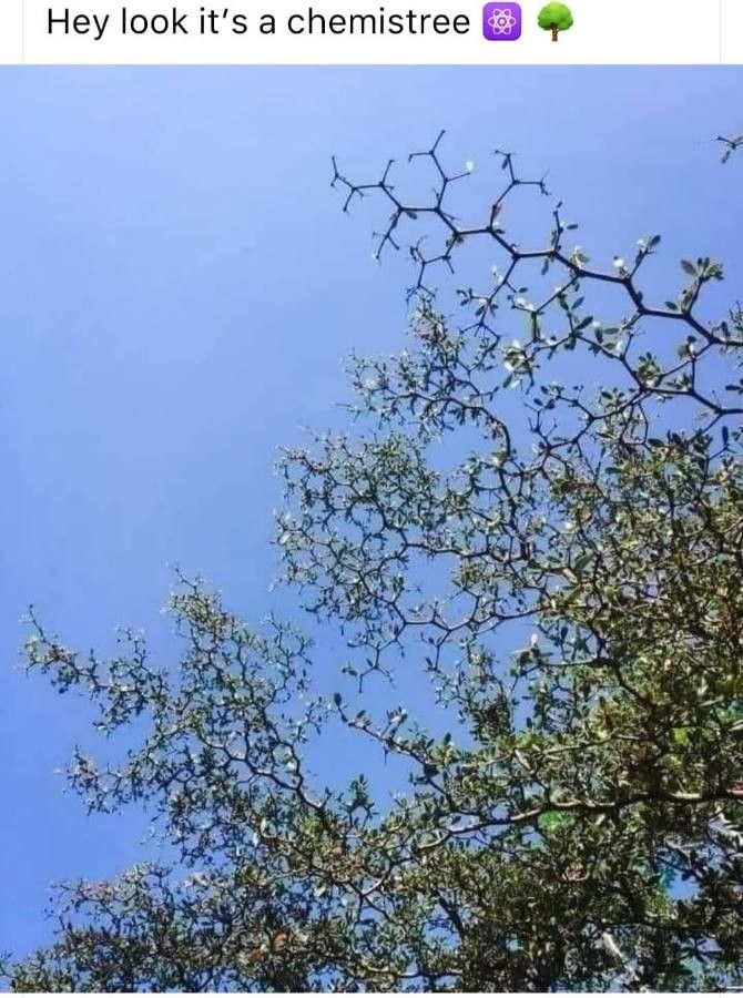 Balanites maughamii — search result for 'Namibia'