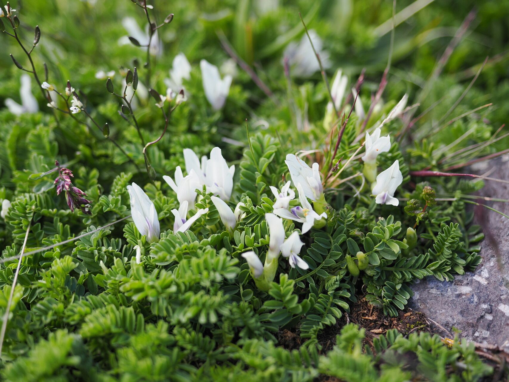Astragalus kazbeki habit