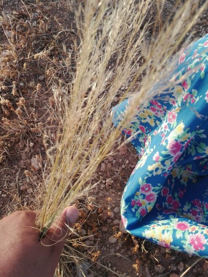 Stipa parviflora fruit