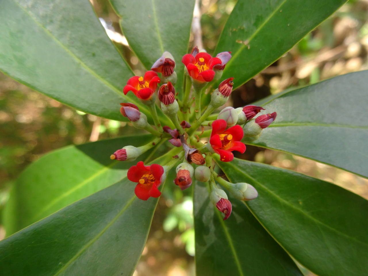 Canella winterana fruit