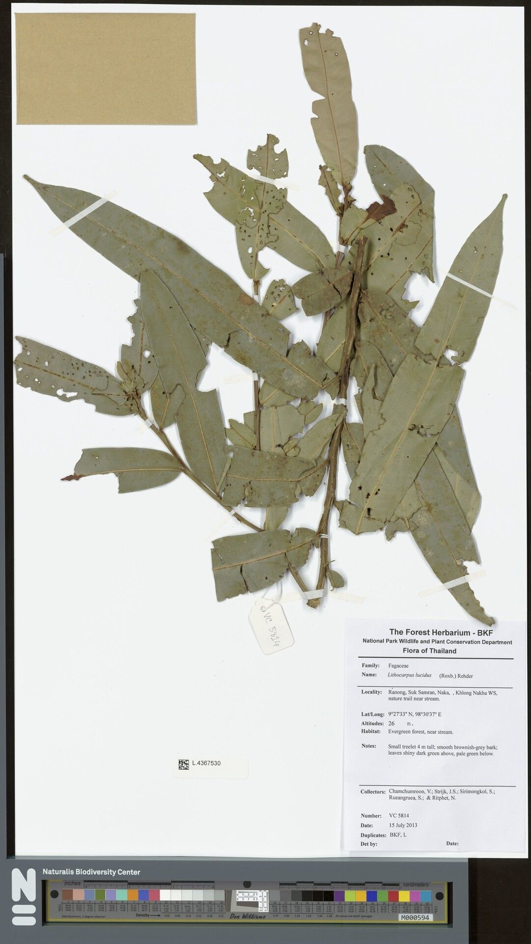 Lithocarpus lucidus — houseplant care guide