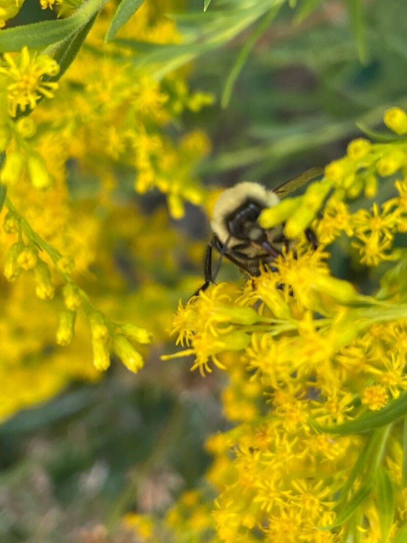 Solidago odora flower