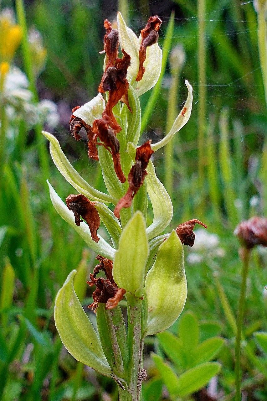 Dactylorhiza sambucina fruit