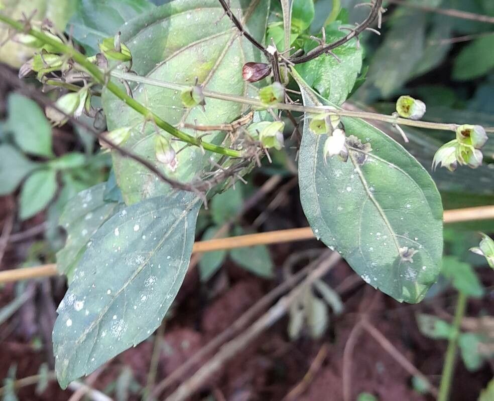 Ocimum carnosum leaf