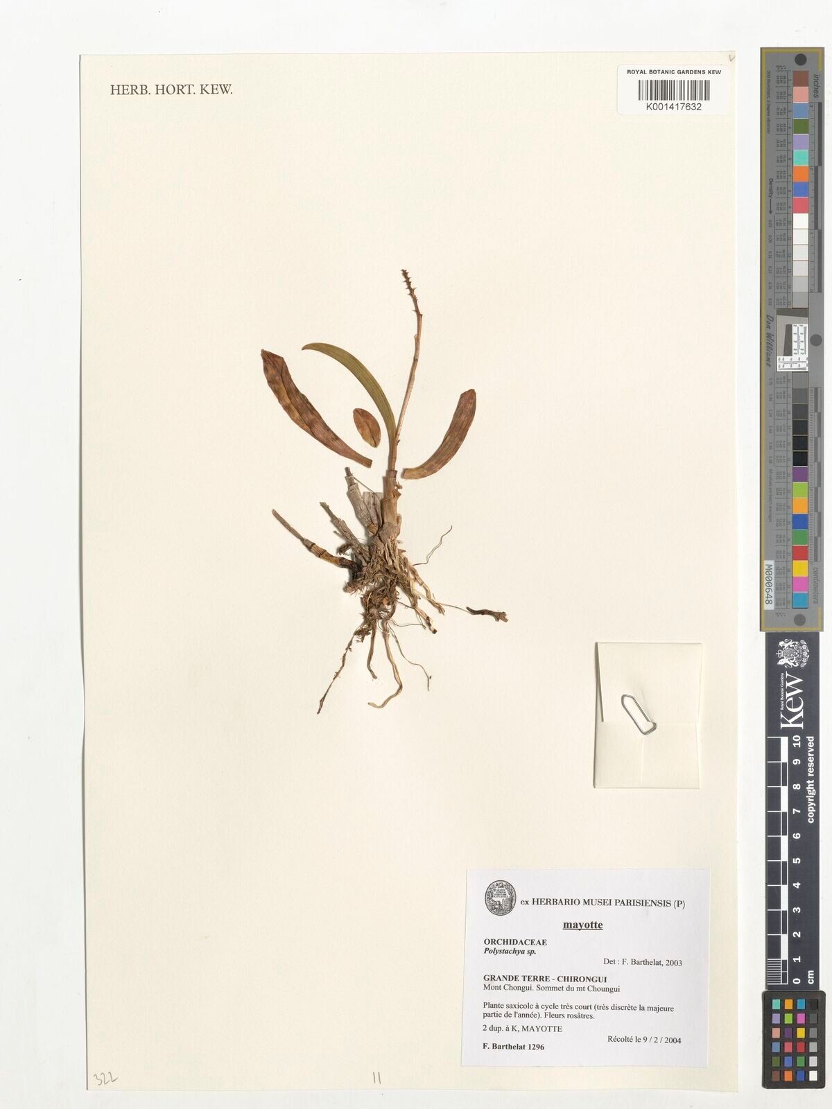 Polystachya waterlotii — houseplant care guide