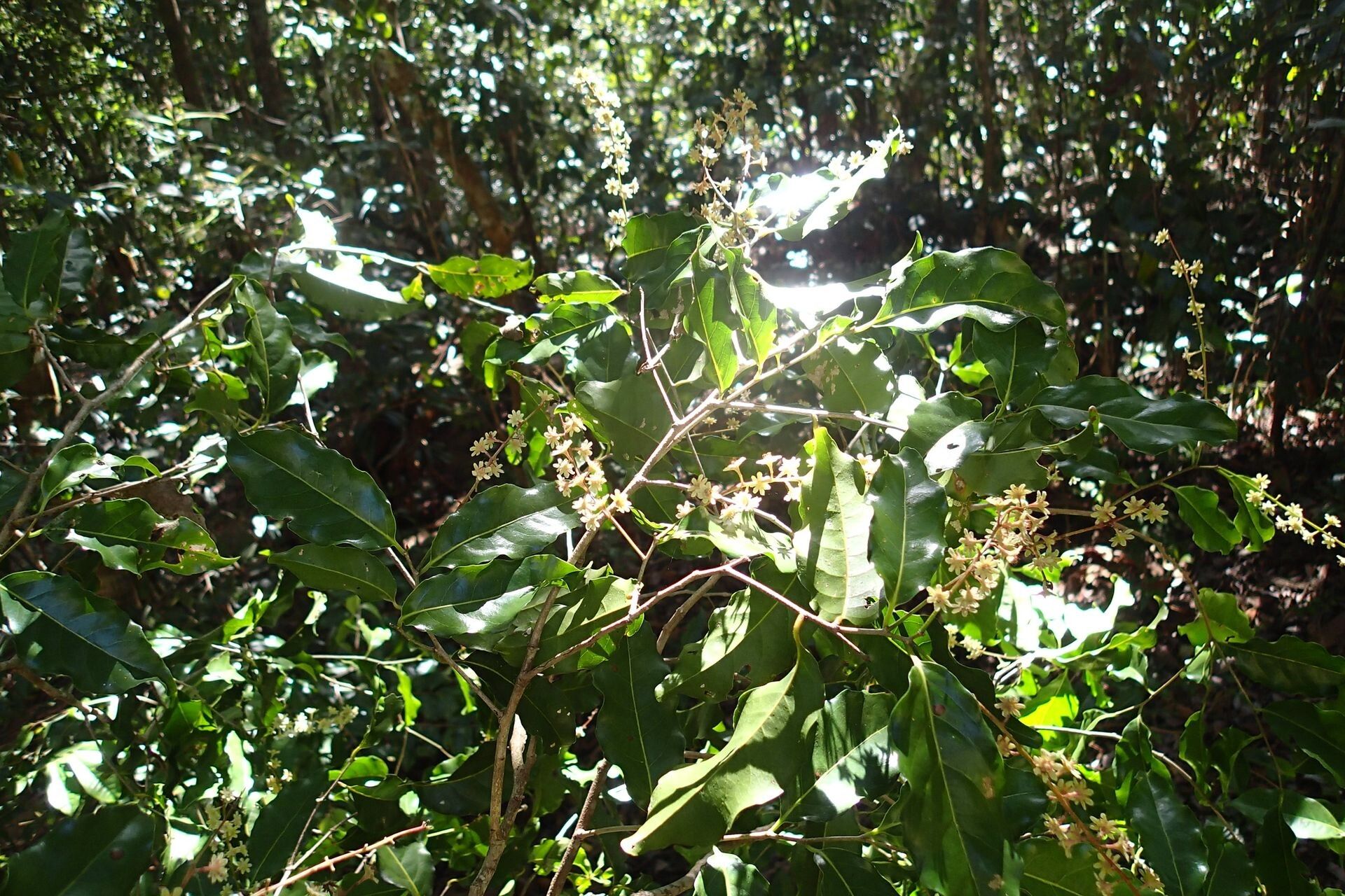 Homalium francii habit