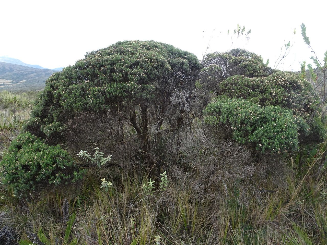 Diplostephium rosmarinifolium habit
