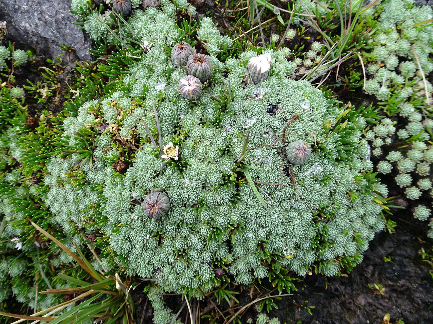 Werneria marcida habit