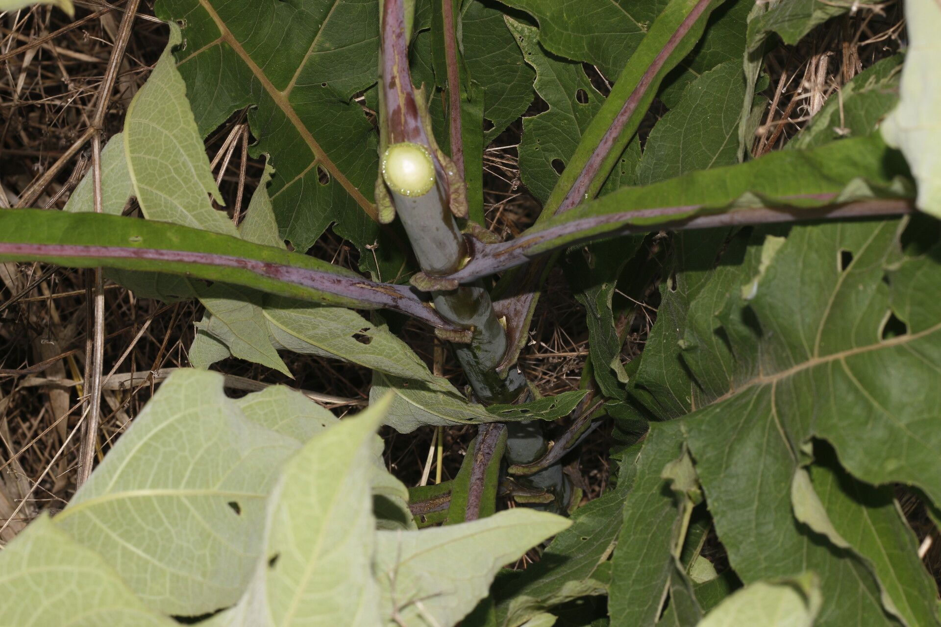 Verbesina myriocephala fruit