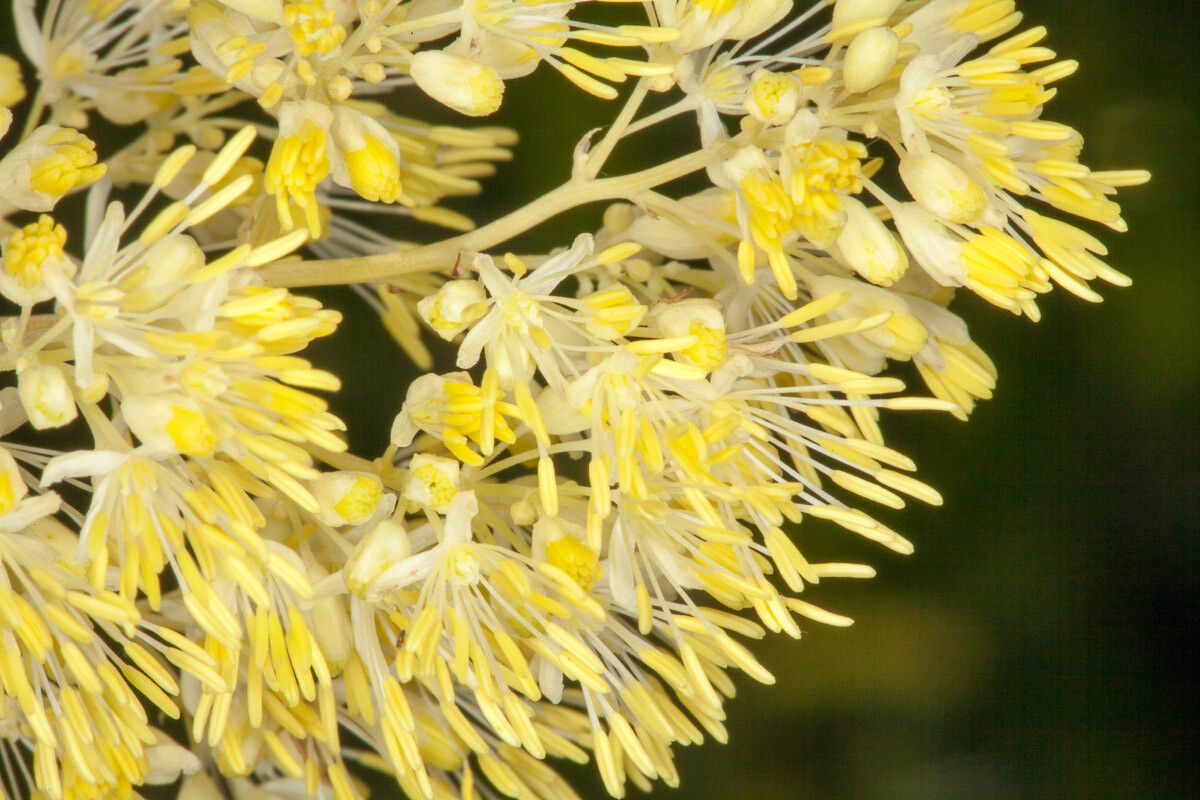 Thalictrum lucidum flower