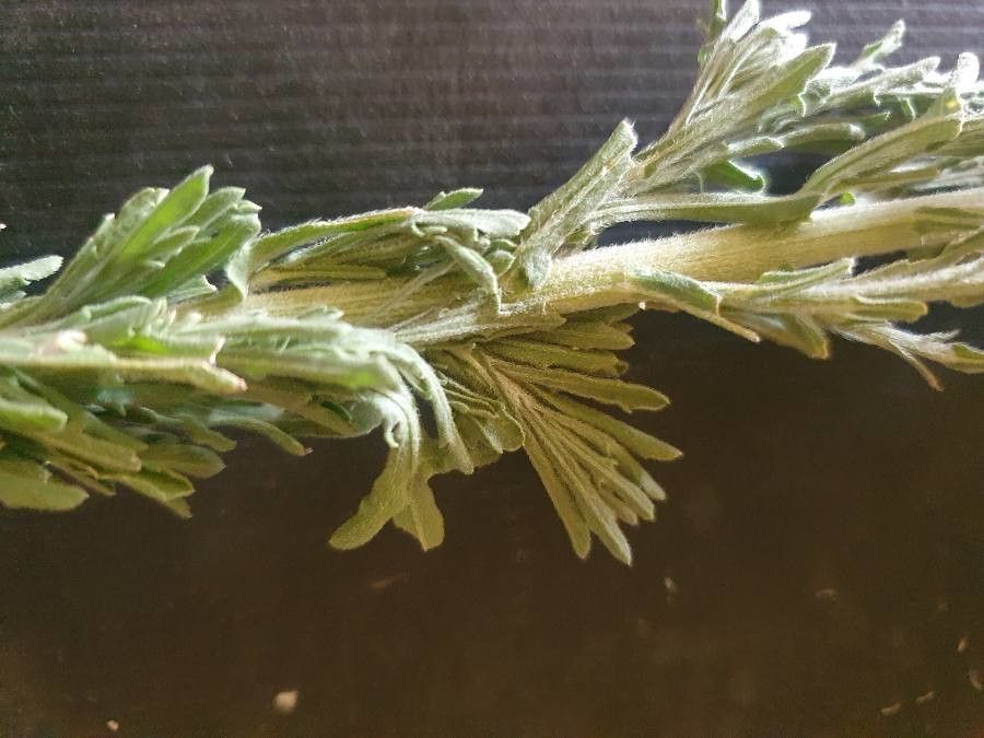 Erigeron schimperi — search result for 'Erigeron'