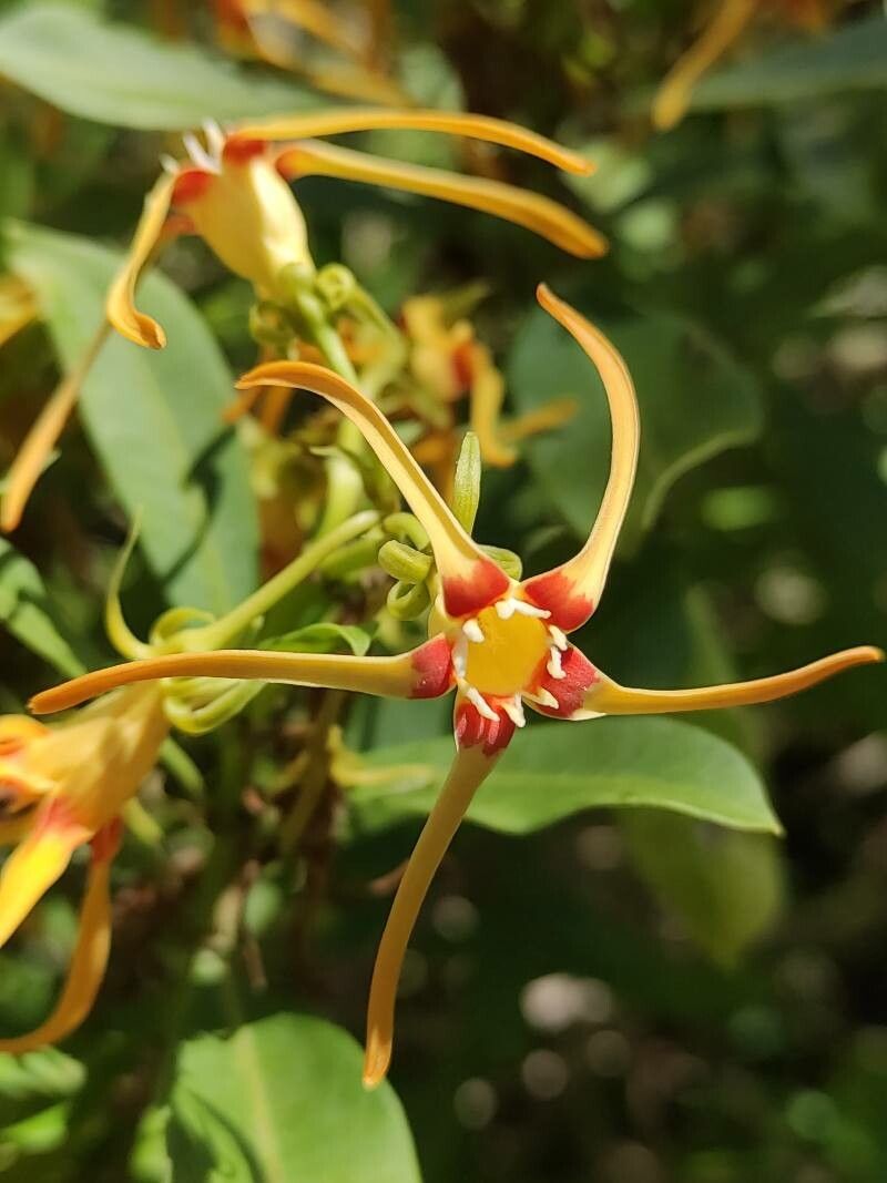 Strophanthus speciosus flower