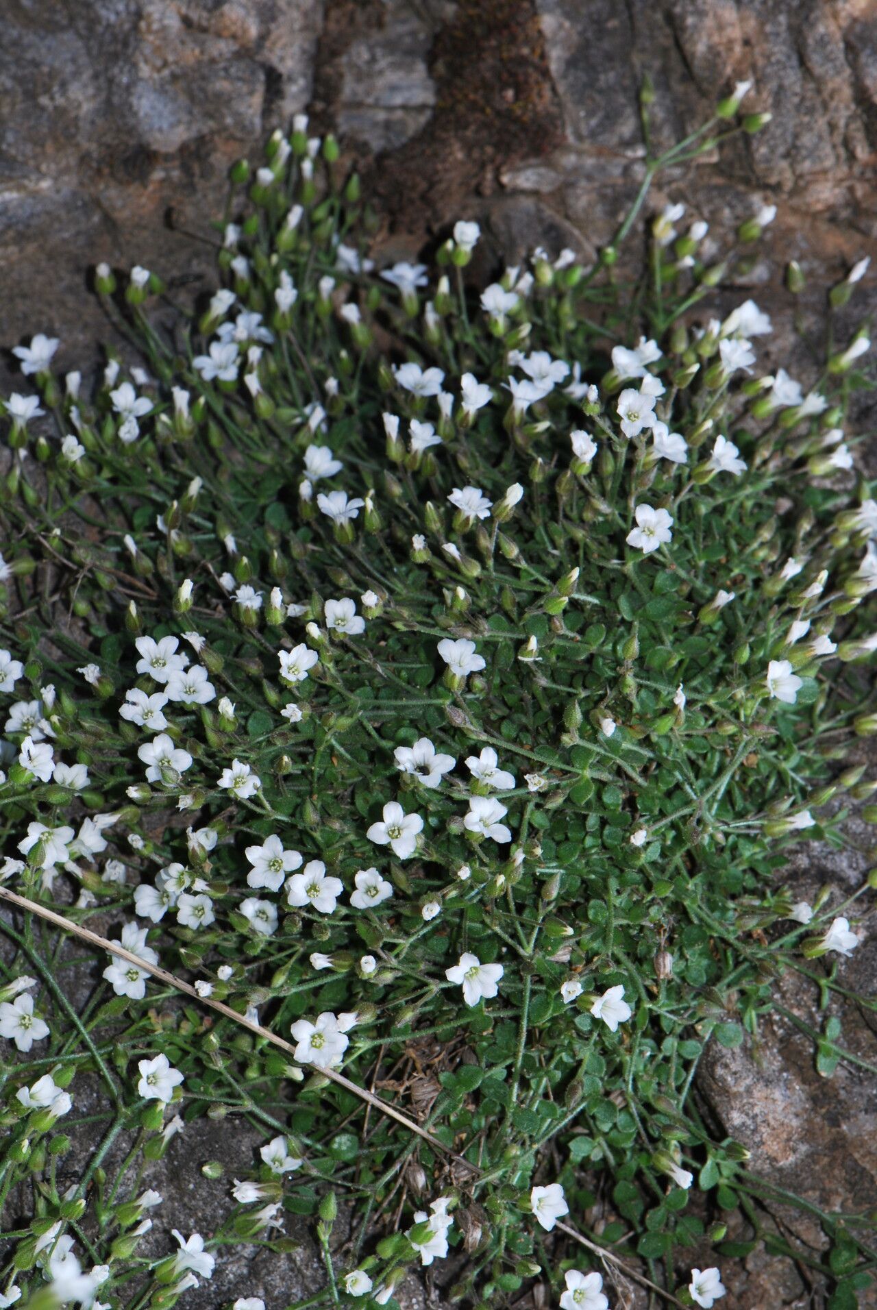 Arenaria fragillima — houseplant care guide